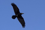 Thumbnail of IMG_2772.jpg