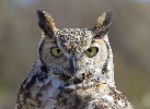 Thumbnail of IMG_2915.jpg