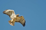 Thumbnail of IMG_536a.jpg