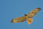 Thumbnail of IMG_536b.jpg