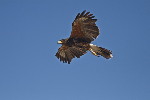Thumbnail of IMG_5382.jpg