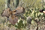Thumbnail of IMG_539a.jpg