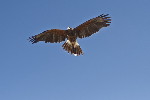 Thumbnail of IMG_5423.jpg