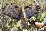 Thumbnail of IMG_542a.jpg