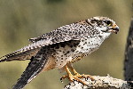 Thumbnail of IMG_6395.jpg