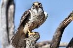 Thumbnail of IMG_6407.jpg
