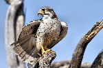 Thumbnail of IMG_6408.jpg