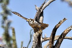 Thumbnail of IMG_6419.jpg