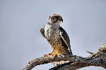 Thumbnail of IMG_6426.jpg
