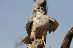 Thumbnail of IMG_6441.jpg