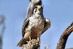 Thumbnail of IMG_6443.jpg