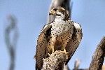 Thumbnail of IMG_6447.jpg