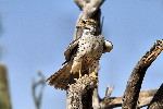 Thumbnail of IMG_6449.jpg