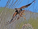 Thumbnail of IMG_9137.jpg