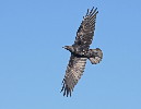 Thumbnail of IMG_9407.jpg