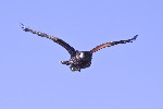 Thumbnail of IMG_adon.jpg