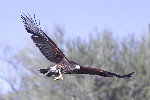 Thumbnail of IMG_ange.jpg