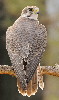 Thumbnail of IMG_ank2.jpg