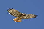 Thumbnail of IMG_asoa.jpg
