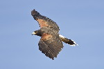 Thumbnail of IMG_bash.jpg
