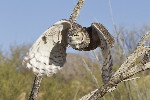 Thumbnail of IMG_blur.jpg