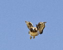 Thumbnail of IMG_dive.jpg