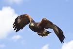 Thumbnail of IMG_eado.jpg