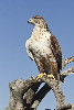 Thumbnail of IMG_egal.jpg