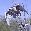 Thumbnail of IMG_eoff.jpg