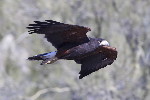 Thumbnail of IMG_glid.jpg
