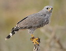 Thumbnail of IMG_grey.jpg