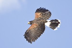 Thumbnail of IMG_head.jpg
