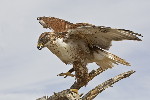 Thumbnail of IMG_hyla.jpg
