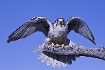 Thumbnail of IMG_ised.jpg