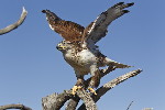 Thumbnail of IMG_klet.jpg