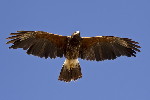 Thumbnail of IMG_ksoa.jpg