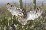Thumbnail of IMG_lb01.jpg