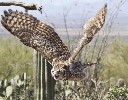 Thumbnail of IMG_lb02.jpg