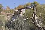 Thumbnail of IMG_lets.jpg