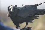 Thumbnail of IMG_love.jpg