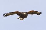 Thumbnail of IMG_luma.jpg