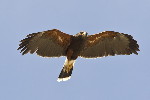 Thumbnail of IMG_mage.jpg