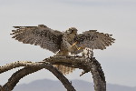 Thumbnail of IMG_mary.jpg
