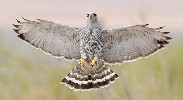 Thumbnail of IMG_ngel.jpg