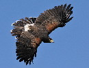 Thumbnail of IMG_nsoa.jpg