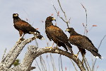 Thumbnail of IMG_nsoo.jpg