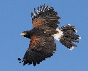Thumbnail of IMG_oar2.jpg