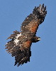 Thumbnail of IMG_oar3.jpg