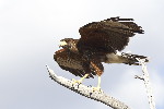 Thumbnail of IMG_oise.jpg
