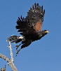 Thumbnail of IMG_plum.jpg